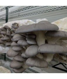 SETA de OSTRA GRIS eco GRANEL, Kg ECOFUNGI-PALENCI